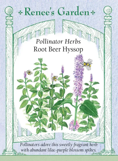 (Seed) Hyssop Rootbeer Scented $3.69