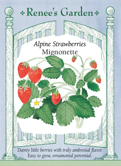 (Seed) Strawberry Alpine Mignonette $3.99