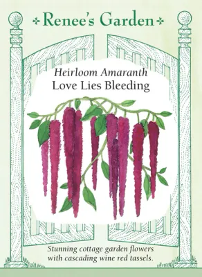 (Seed) Amaranth Love Lies Bleeding $2.99