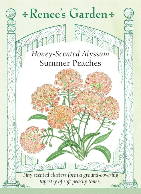 (Seed) Alyssum Summer Peaches $3.99