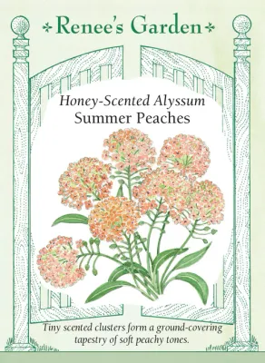 (Seed) Alyssum Summer Peaches $3.99