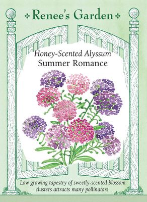 (Seed) Alyssum Summer Romance Mix $3.69