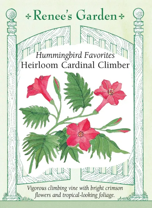 (Seed) Cardinal Climber Vine $2.99