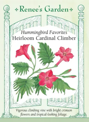 (Seed) Cardinal Climber Vine $2.99