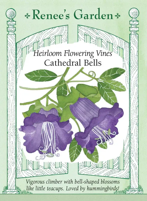 (Seed) Cathedral Bells Vine $3.99