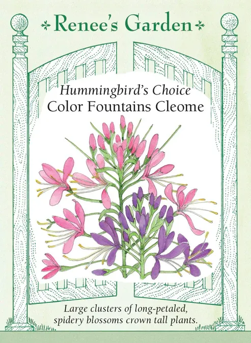 (Seed) Cleome Color Fountains$2.99