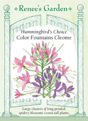 (Seed) Cleome Color Fountains$2.99