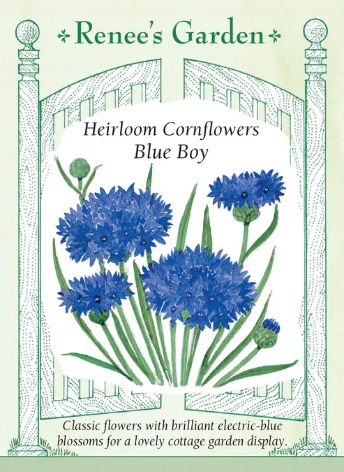 (Seed) Cornflower Blue Boy $2.99