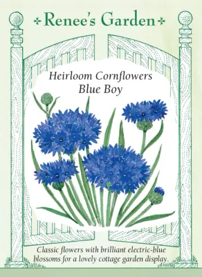 (Seed) Cornflower Blue Boy $2.99
