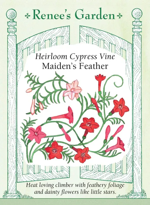 (Seed) Cypress Vine Maiden's Feather $2.99