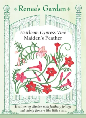 (Seed) Cypress Vine Maiden's Feather $2.99