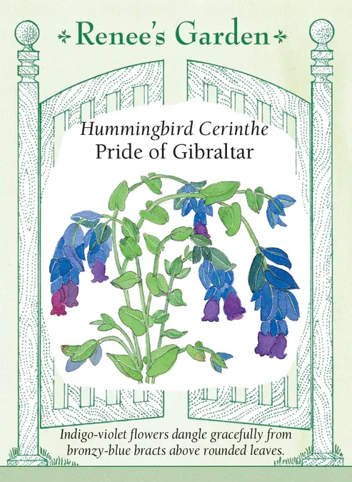 (Seed) Cerinthe Pride of Gibraltar $4.69