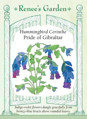 (Seed) Cerinthe Pride of Gibraltar $4.69