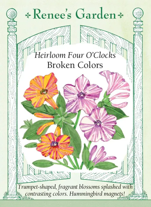 (Seed) Four O' Clock Broken Colors $3.99