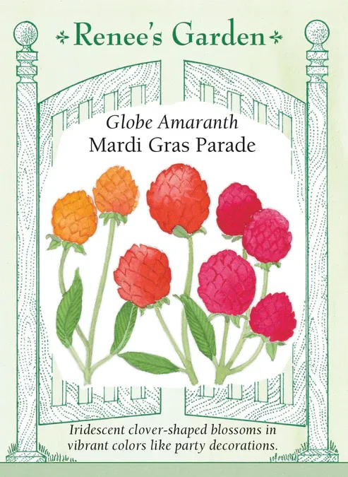 (Seed) Globe Amaranth Mardi Gras Parade $3.99