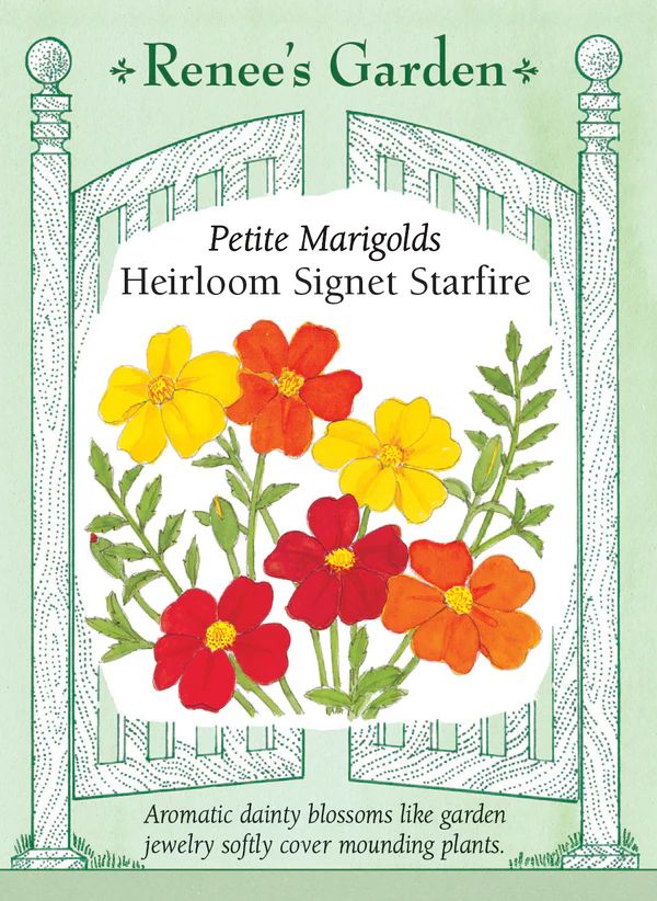 (Seed) Marigold Signet Starfire Container $2.99