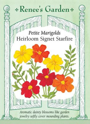 (Seed) Marigold Signet Starfire Container $2.99