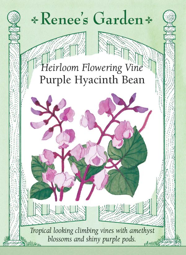(Seed) Hyacinth Bean Vine Purple $3.99
