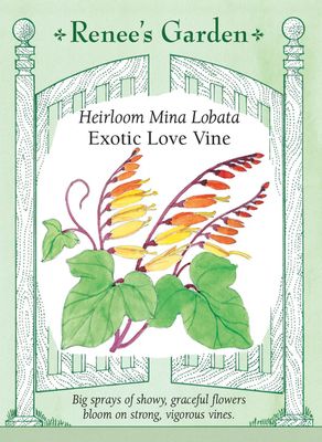 (Seed) Mina Lobata Exotic Love Vine $3.39