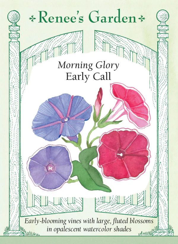 (Seed) Morning Glory Early Call $2.99