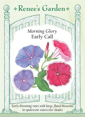 (Seed) Morning Glory Early Call $2.99