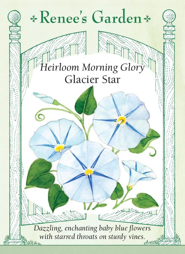(Seed) Morning Glory Glacier Star $2.99