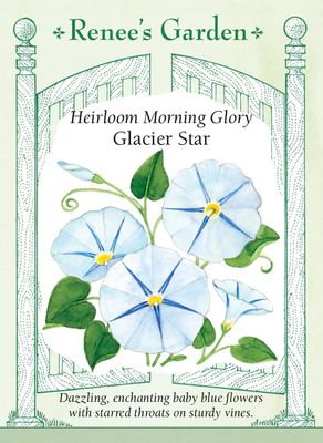 (Seed) Morning Glory Glacier Star $2.99