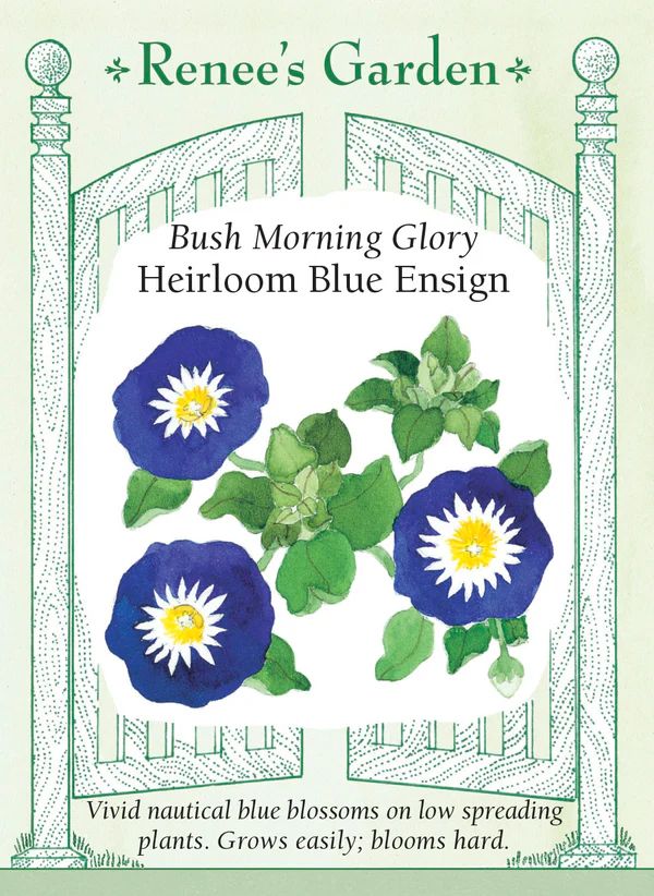 (Seed) Morning Glory Blue Ensign $3.39
