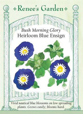 (Seed) Morning Glory Blue Ensign $3.39