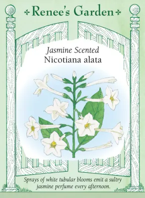 (Seed) Nicotiana Jasmine Alata $2.99
