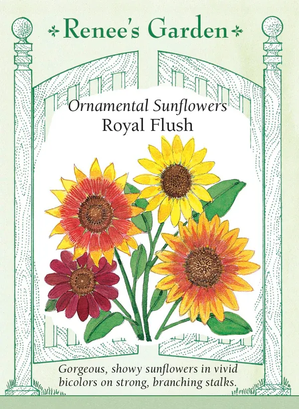 (Seed) Sunflower Royal Flush Bicolor $4.39