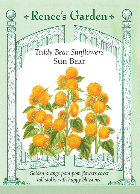 (Seed) Sunflower Sun Bear $3.69