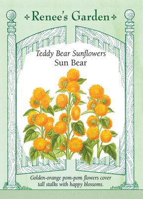 (Seed) Sunflower Sun Bear $3.69