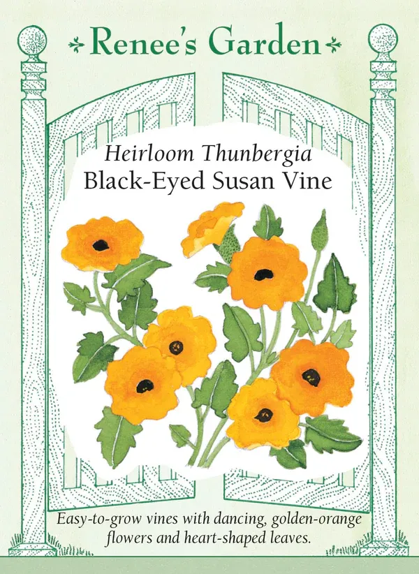 (Seed) Thunbergia (Black-Eyed Susan Vine) $3.99