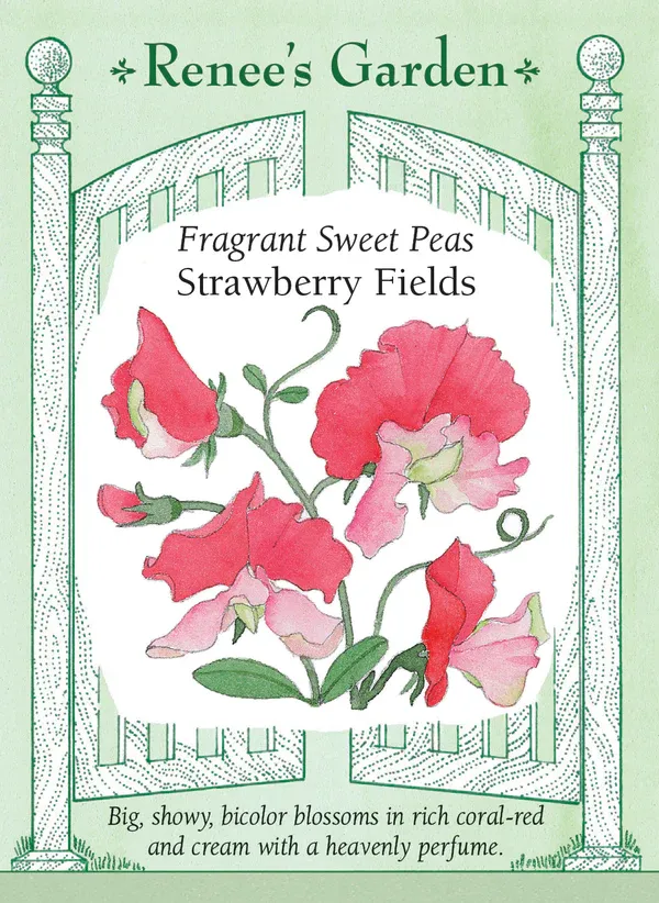 (Seed) Sweet Pea Strawberry Fields $3.99