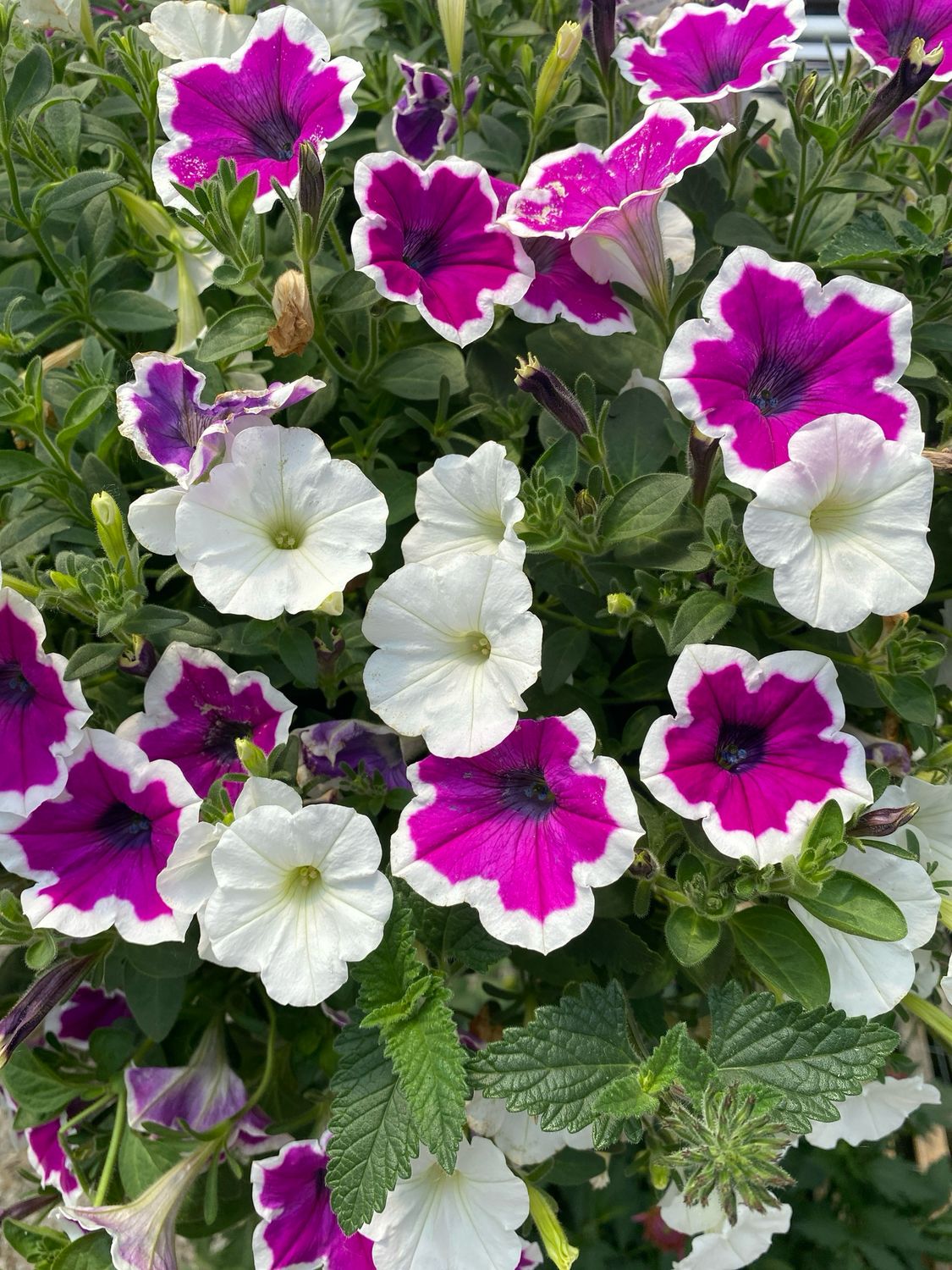 Hold Me Tight (12" Hanging Basket) $45.99