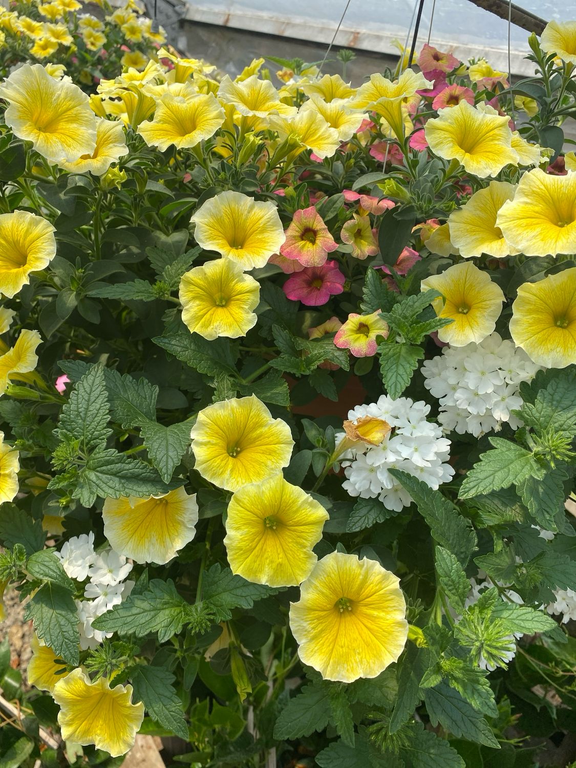 Canary Wings (12" Hanging Basket) $45.99