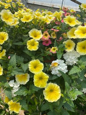 Canary Wings (12" Hanging Basket) $45.99 Canary Wings (12" Hanging Basket) $45.99