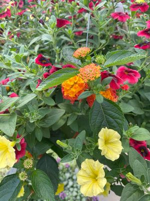 Tangerine Dream (12" Hanging Basket) $45.99 Tangerine Dream (12" Hanging Basket) $45.99