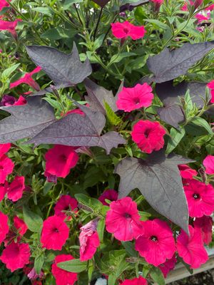 Buckle Up! (12" Hanging Basket) $45.99 Buckle Up! (12" Hanging Basket) $45.99