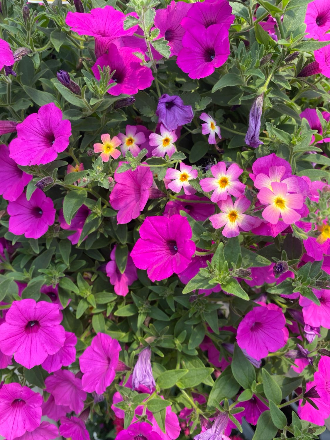Candy Sticks (12" Hanging Basket) $45.99 Candy Sticks (12" Hanging Basket) $45.99
