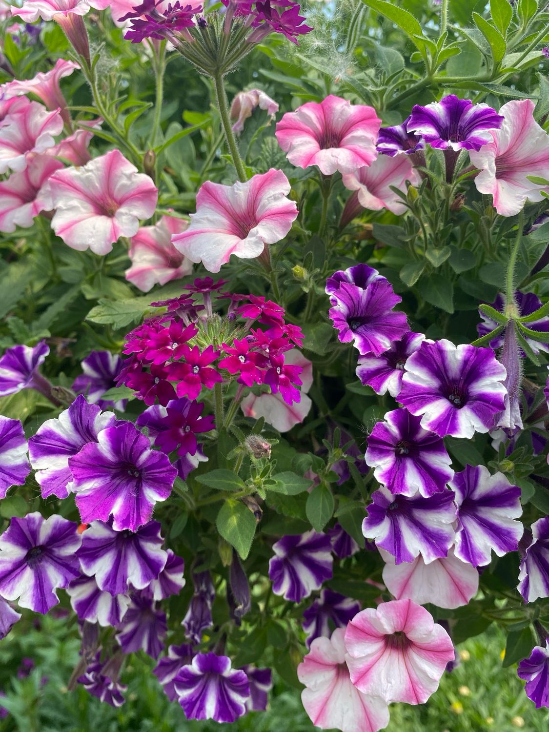 Summer Rendezvous (12" Hanging Basket) $45.99 Summer Rendezvous (12" Hanging Basket) $45.99
