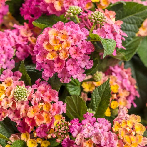 Lantana Luscious Royale Cosmo PW (quart pot)