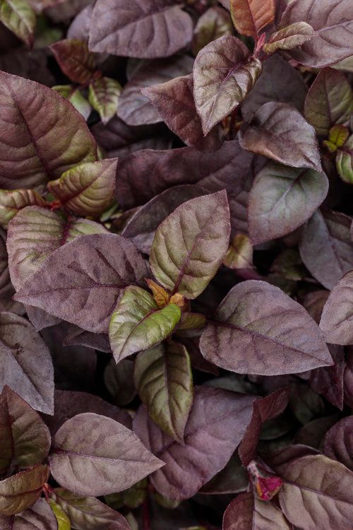 Alternanthera Plum Dandy PW  (quart pot)