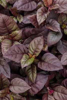 Alternanthera Plum Dandy PW  (quart pot)