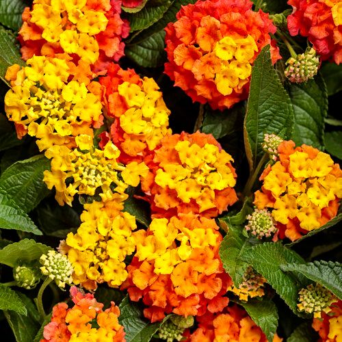 Lantana Luscious Basket Tangeglow PW (quart pot)