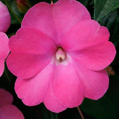 SunPatiens Compact HOT Pink PW (quart pot)