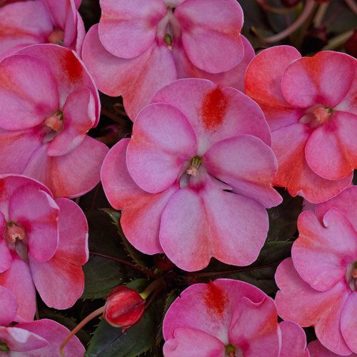 SunPatiens Compact Red CANDY PW (quart pot)