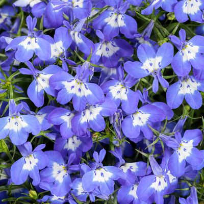 Lobelia Laguna Royale Blue Pearl PW (quart pot)