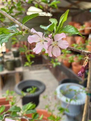 Cherry Weeping Pink Cascade (7 gallon) $199.99